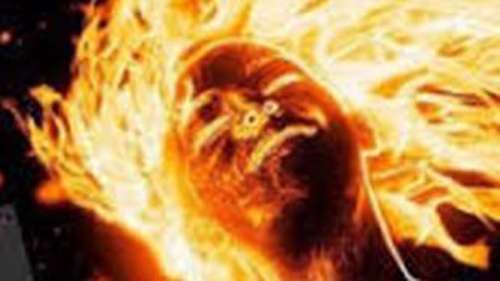 متمولان هندهای جگرخوار پرورش دادند | اخبار استان کرمان