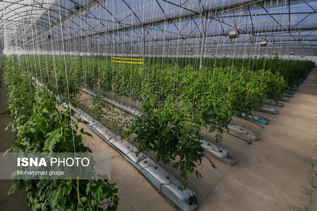 فرماندار جیرفت: به گلخانه‌داران مسیر خط سبز سوخت تخصیص می‌یابد | اخبار کرمان و شهرستان ها