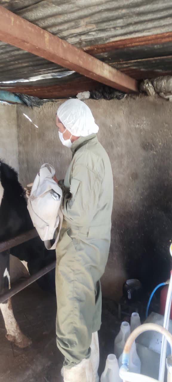 آغاز واکسیناسیون سراسری لمپی‌اسکین دام سنگین در شهرستان سیرجان | اخبار سیرجان