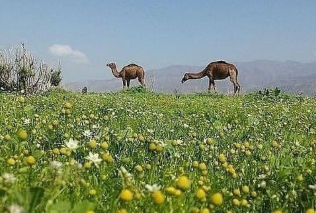 اینجا فاریاب دیاری از جنوب | اخبار استان کرمان