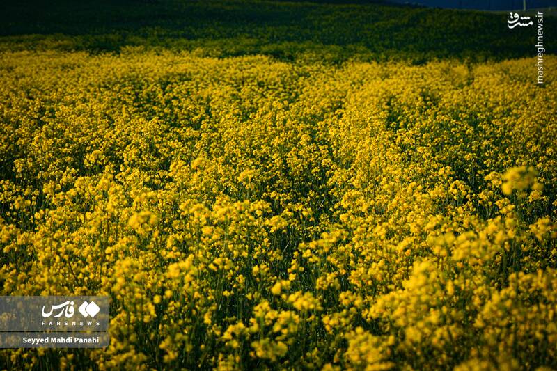 عکس/ زیبایی‌های مزارع کلزا در دشت مغان