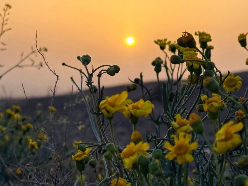 گزارش تصویری؛بهار فصل جدید زندگی | اخبار رفسنجان