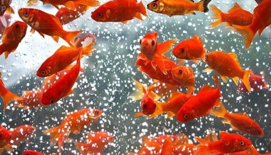 ماهی‌های قرمز را در منابع آبی کشور رها نکنید