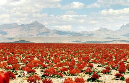 دشت ریواس شهربابک