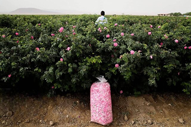 افتخارآفرینی کرمان در صنعت گیاهان دارویی؛ گل محمدی، نگین سرخ درآمدزایی استان | خبر کرمان