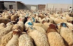 توقیف خودرو‌های فروشنده دام در سطح شهر و تأکید بر خرید از مرکز مجاز | خبر کرمان
