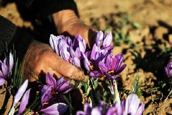 بحران کم‌سابقه زعفران در کشمیر؛ ایران عامل کلیدی تأمین