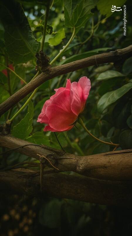 ۱۰ تصویر خوش‌بو ببینید!