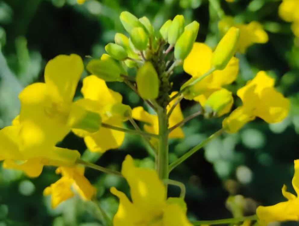 پرداخت۴۳۰میلیارد ریال مطالبات کلزاکاران جنوب کرمان/الگویی برای حمایت از کشت دانه‌های روغنی | اخبار کرمان و شهرستان ها